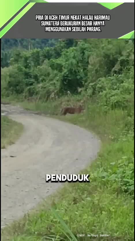 pria di Aceh Timur nekat halau harimau hanya dengan menggunakan sebilah parang. #videoedukasi  #videoviral 