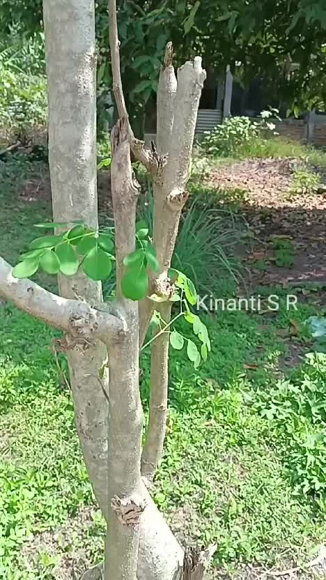 Perbedaan daun kelor dan daun katuk untuk sayur bening. Senangnya selalu ada yg bisa dipetik dari kebun #berkebun #beternak #hidupdidesa #sh