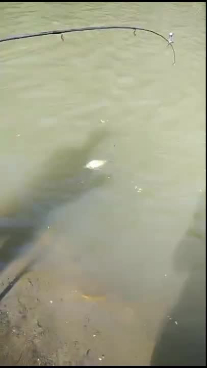 idola nya para angler