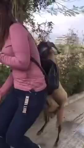 kambingnya sudah dewasa dan mapan dan siap di qurban 