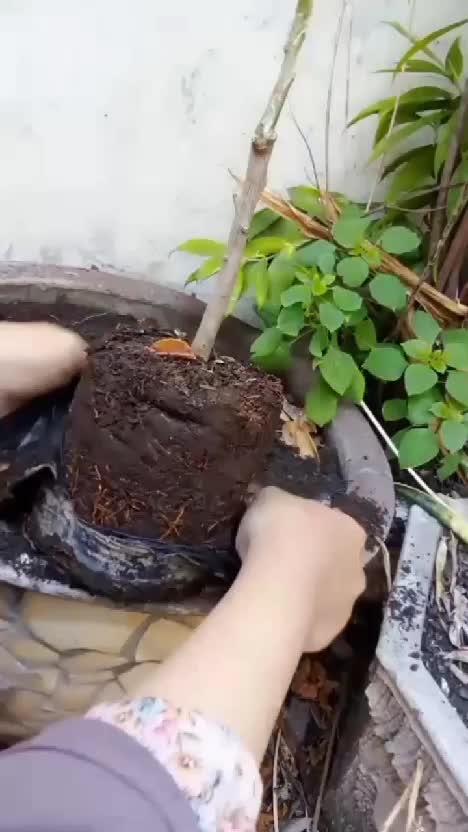 Pindah tanam pohon jeruk. kira-kira kapan ya berbuahnya? #kebunshaka #pindahtanam #berkebundihalaman #jeruk  #tanamanbuah 