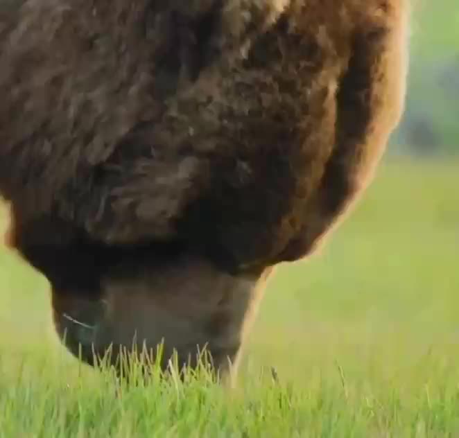 Beruang Grizzly  #edukasi #pengetahuan