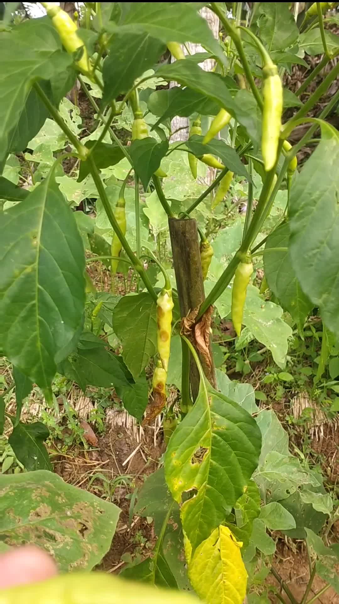 Cabenya terserang Patek busuk