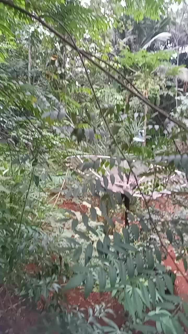 Pakan Ternak Indigofera 
Bernutrisi tinggi 
#Indigofera #pakanternak #sobatngarit #sobatngaret 