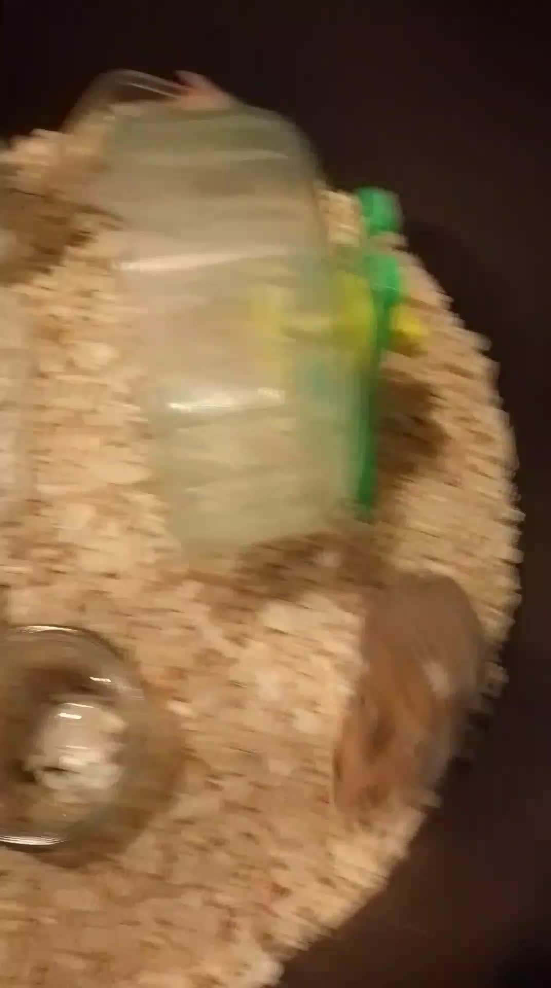 cara menjikan hamster  #hamster #RCTIPlus 