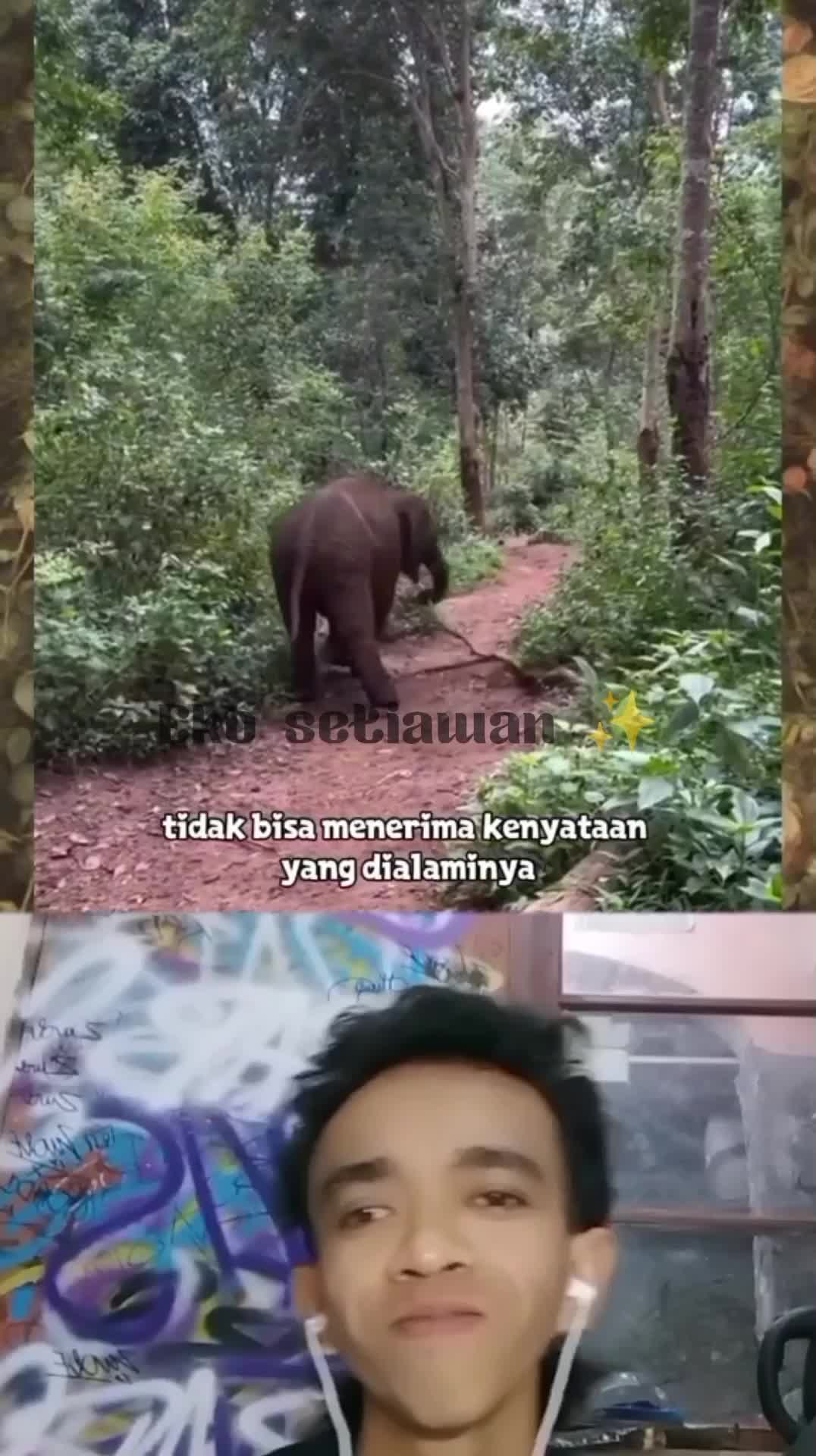 anak gajah ini selalu memeluk sang pengasuh pengganti induknya yang sudah mati🥺