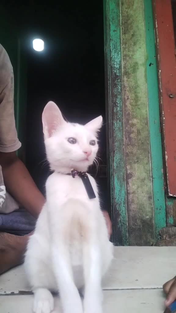 doa tulus kucing