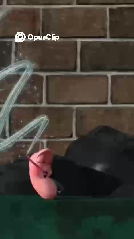 Larva finds sparkly treasure  #larva  #larvacartoon  #Kartun zaman SD  #fyp 