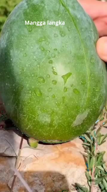 Makam mangga bonus Zhang Linghe ?? 

 #dramachino #dramechinois #drammacinese #jakarta #zhanglinghe