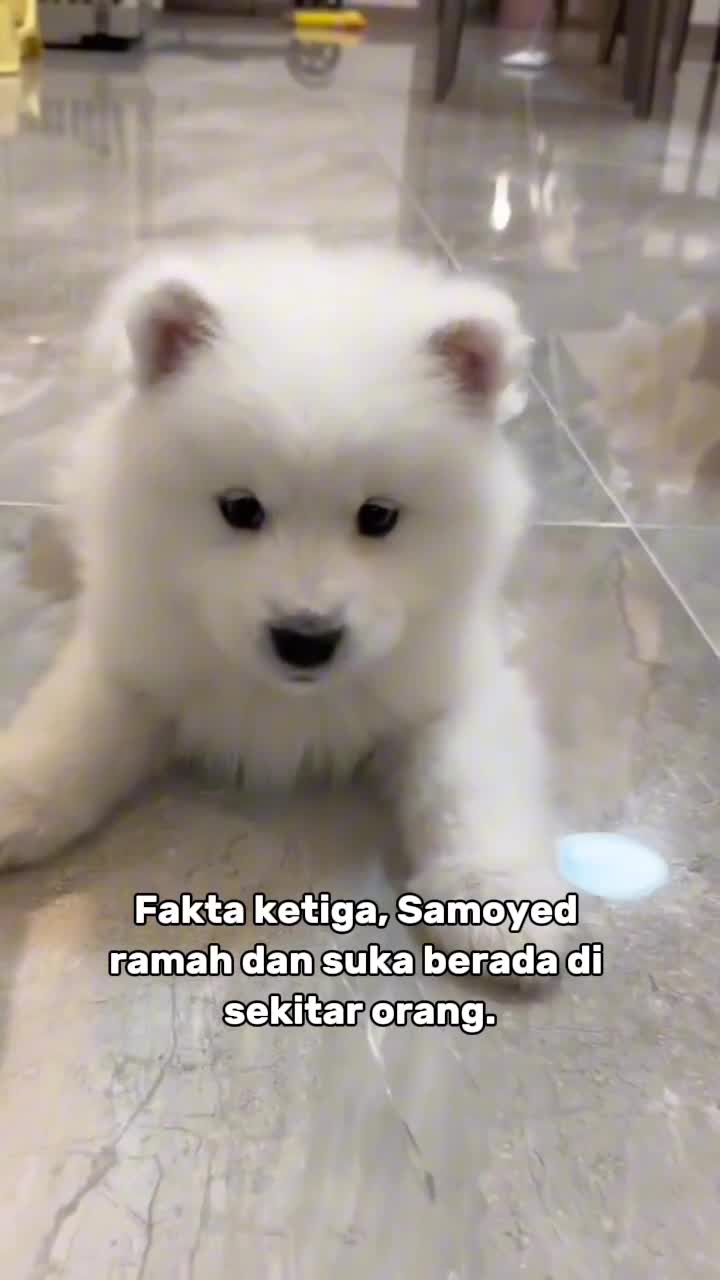 Anjing Samoyed #dog #samoyed
