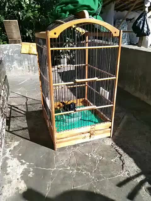 jemur burung dulu  #short 