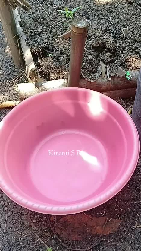 petik lagi hasil kebun samping rumah
mau bikin sayur bening nanti siang, petik daun katuk, labu air, dan oyong gambas
sudah tak perlu beli s