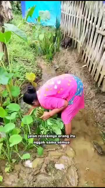 Panen sayur genjer di belakang rumah, hidup sederhana di desa  #dailyvlog #salamngapak #ngapak #JawaTengah #sayuran #sayurgenjer 