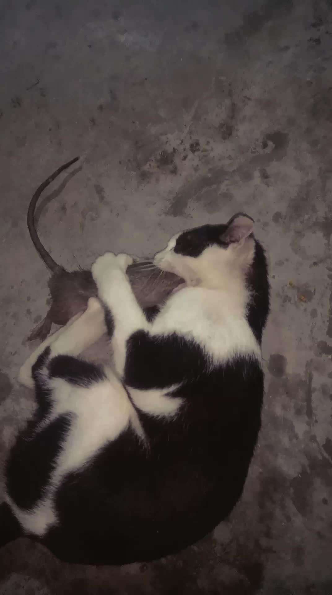 #animasi #Kucing #hewan #anabul 