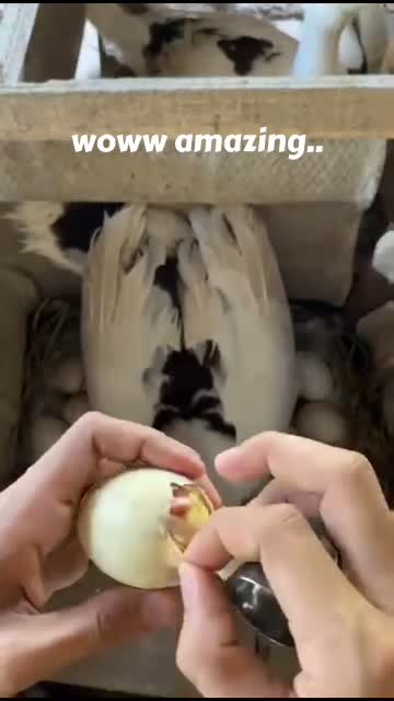 proses penetasan 😱🐣🦆 #RCTIPlus  #HOTrctiplus  #fypシ゚viral  