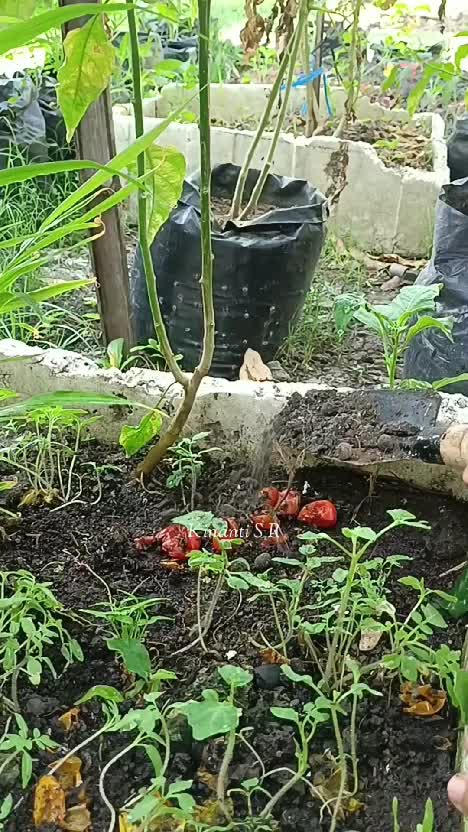 Semai benih tomat di kebun
Sudah tdk perlu beli benih lagi guys
#RCTIPlus #shortplus #shorts #HOTrctiplus #Berkebun #berkebundirumah 