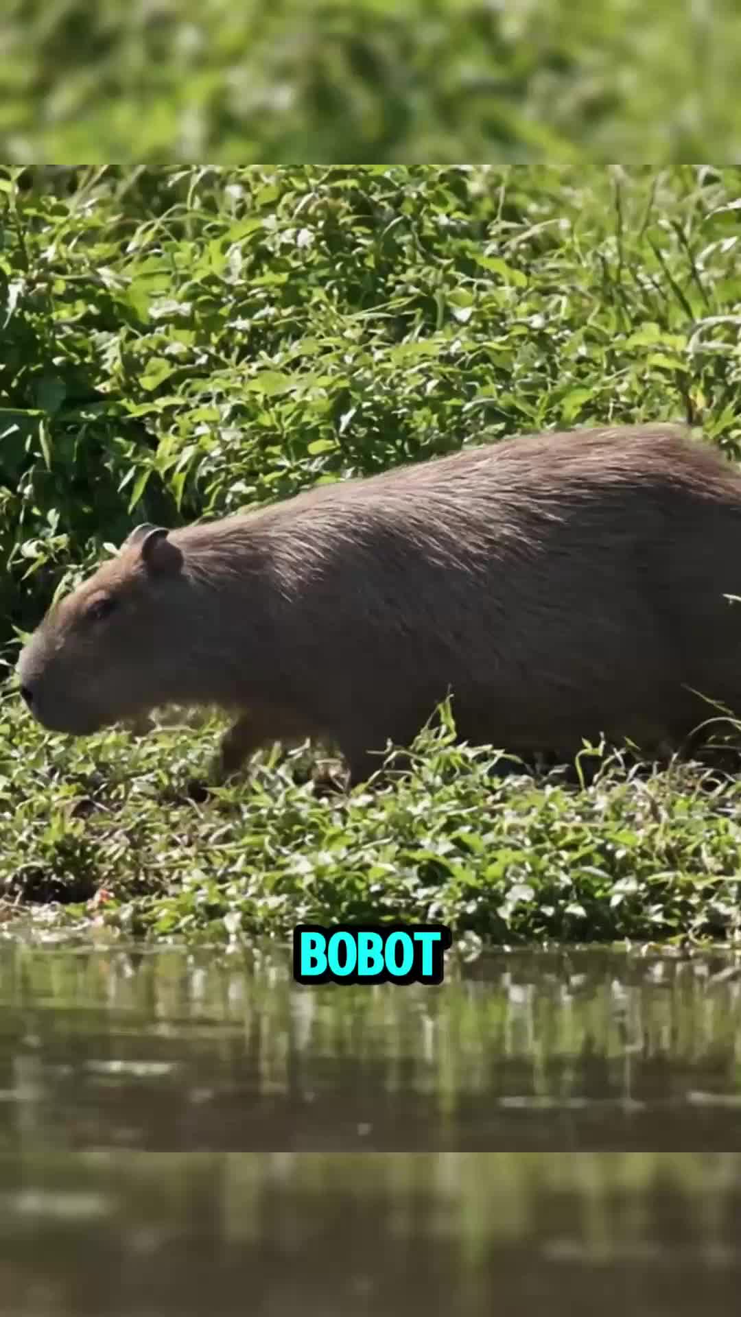 Si Pengerat Raksasa yang Jago Berenang dan bisa bertahan lama di dalam air