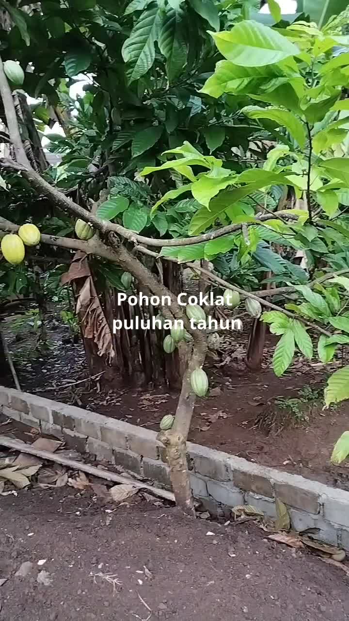  Kalau panen harga nya murah biji coklatnya #wonogiri #kampunghalaman 