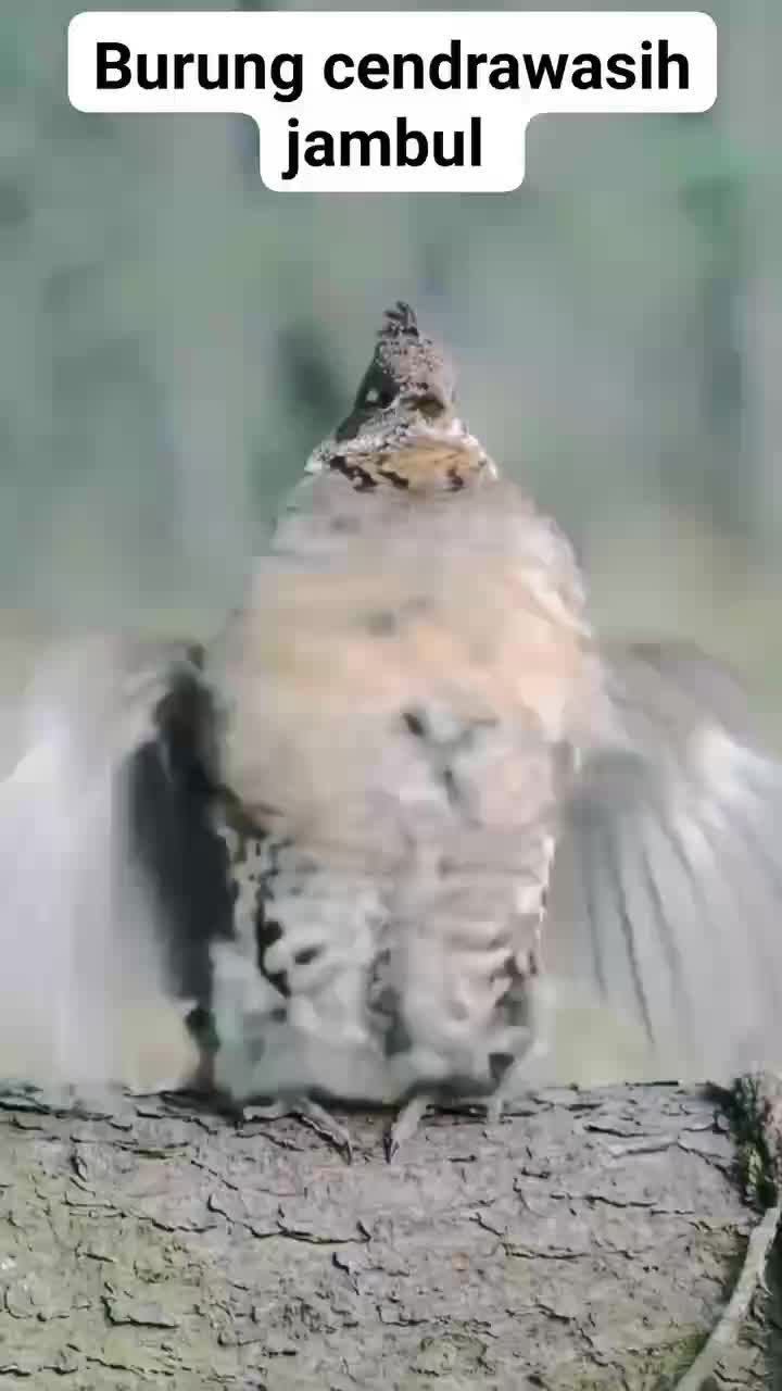 burung cendrawasih jambul #bird #hewan #burung kicau