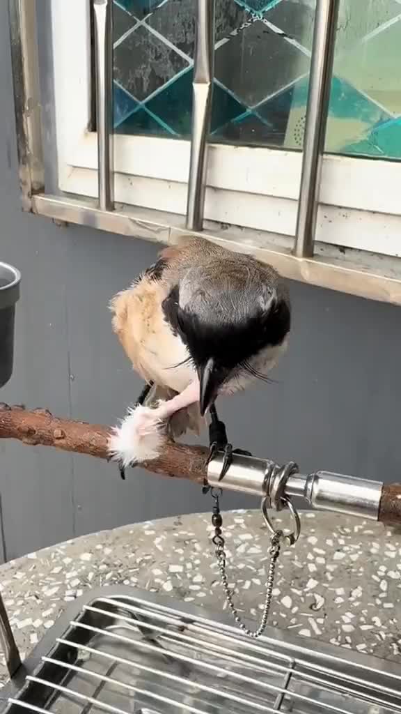 semua di lahap
