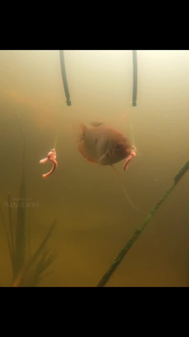 ikan apa nihhh... 

#mancing #mancingmania
