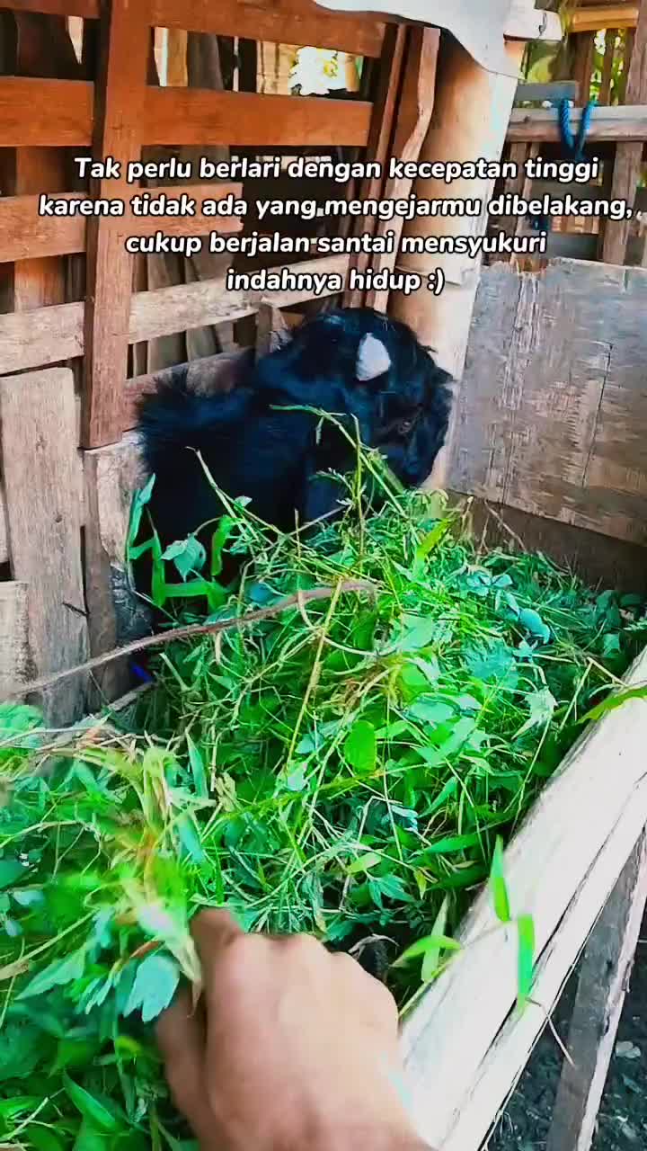 salam semangat
 #sobatngaret#kandangdeso