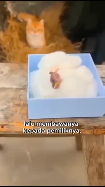 burung yg malang, di pelihara oleh kucing, kok bisa burungnya nggak di makan kucing?



#fyp #short #rigelagency #OriginalSong #HOTrctiplus 