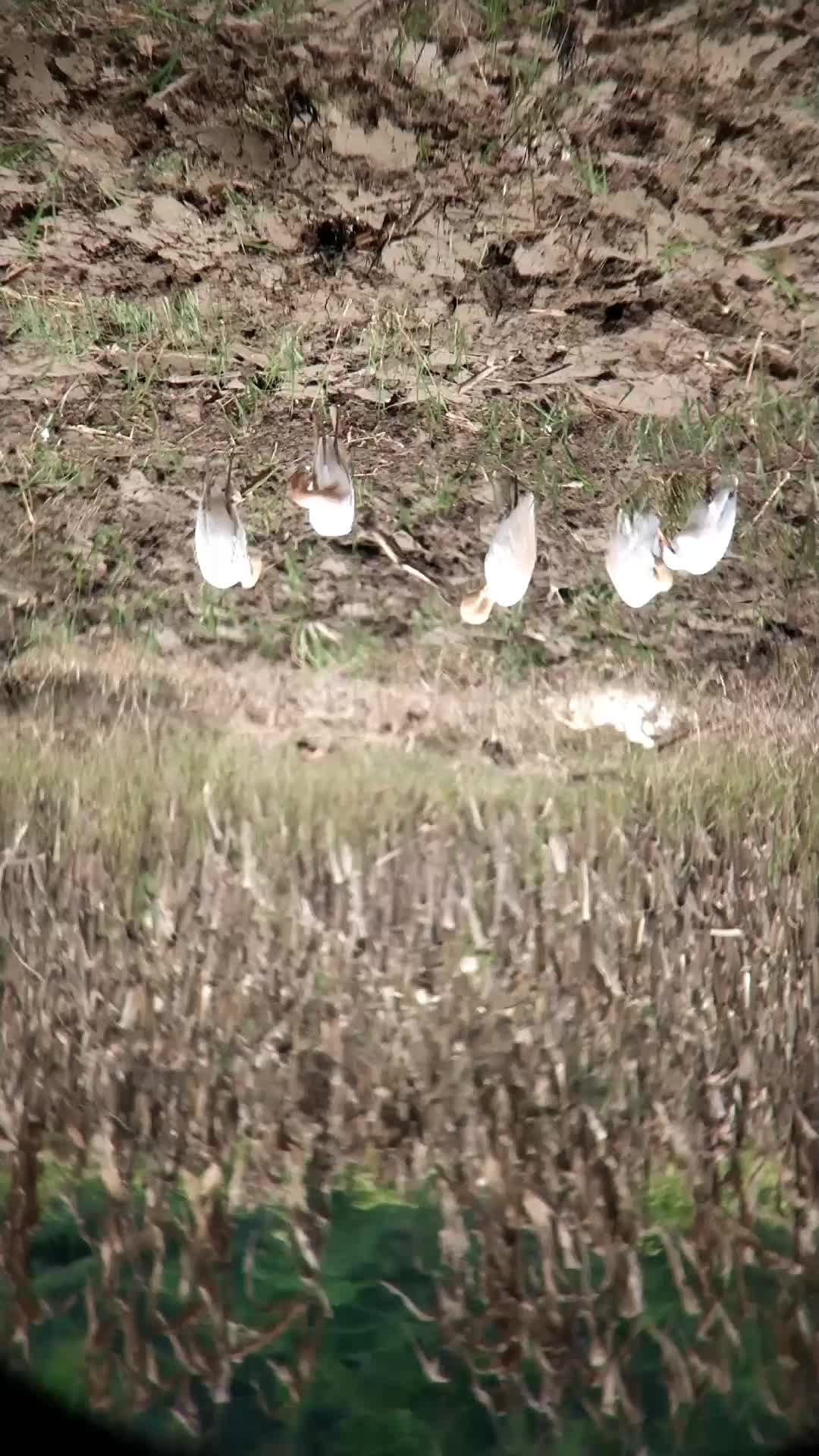BAKAL MENYESAL JIKA TIDAK MELIHAT VIDEO INI SAMPAI AKHIR, HEWAN INI AKAN MELAKUKAN HAL DILUAR NALAR 🧐 
 #burungkicau  #burungkicau  #perangk