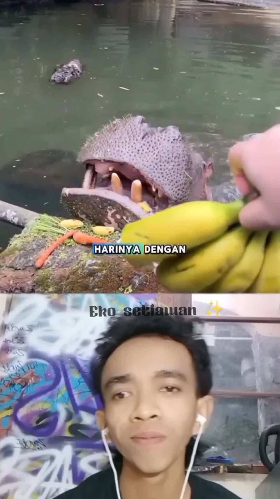 si kakak selalu memberikan makanan buat kudanil😁