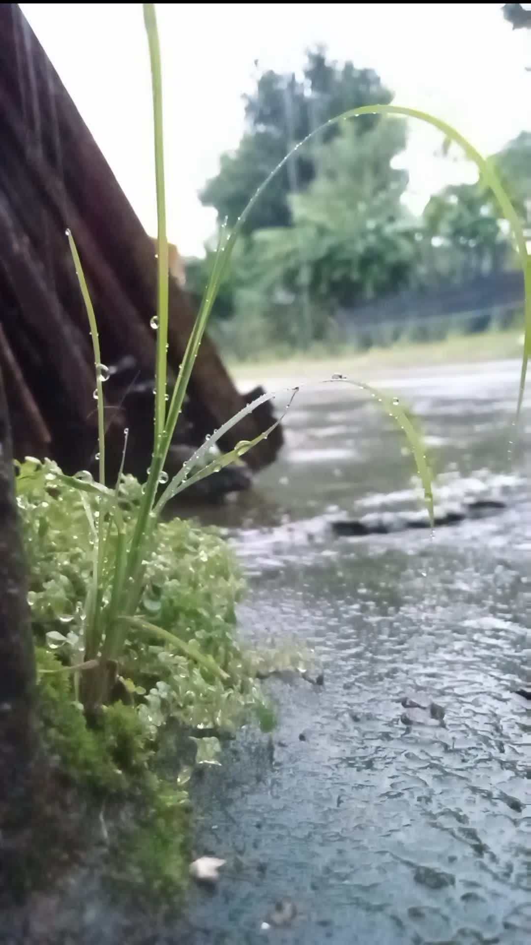 hujan di pagi hari
 #hujan
 #rain
 #suarahujan
 #suaraair
 #relaxingasmr 