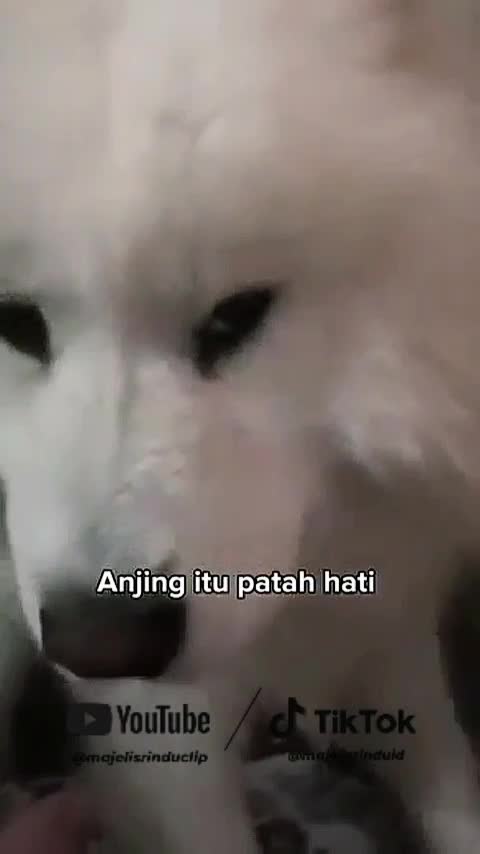Seekor anjing yang galau karena ganti pemiliknya🥺❤ #animallovers #fyp 