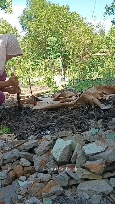 Kegiatan di kebun samping rumah
#HOTrctiplus #RCTIPlus #shortplus #short #Berkebun #suasanahidupdidesa 