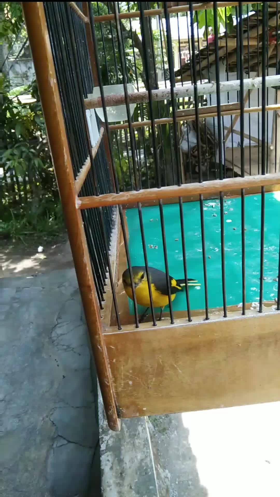 ada yang tau ini burung apa 