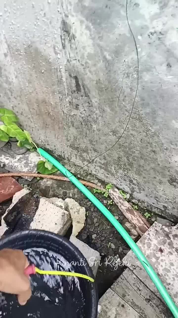 Pindahkan bayam dan kangkung yg rusak diterjang hujan deras
#HOTrctiplus #RCTIPlus #shortplus #shorts #Berkebun #berkebundirumah #gardening 