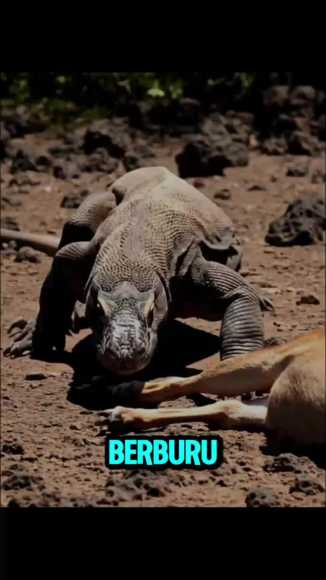 "Komodo Bisa Mencium Mangsa dari 4 KM Cuma Pakai Lidah 😱🦎"