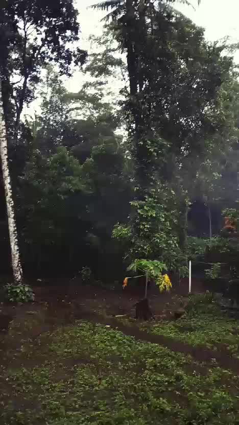  #hujan #belakangrumah #musimhujan #pagihujan #kebumen #ambal #mirit #kebumenberiman #desa #pekarangan