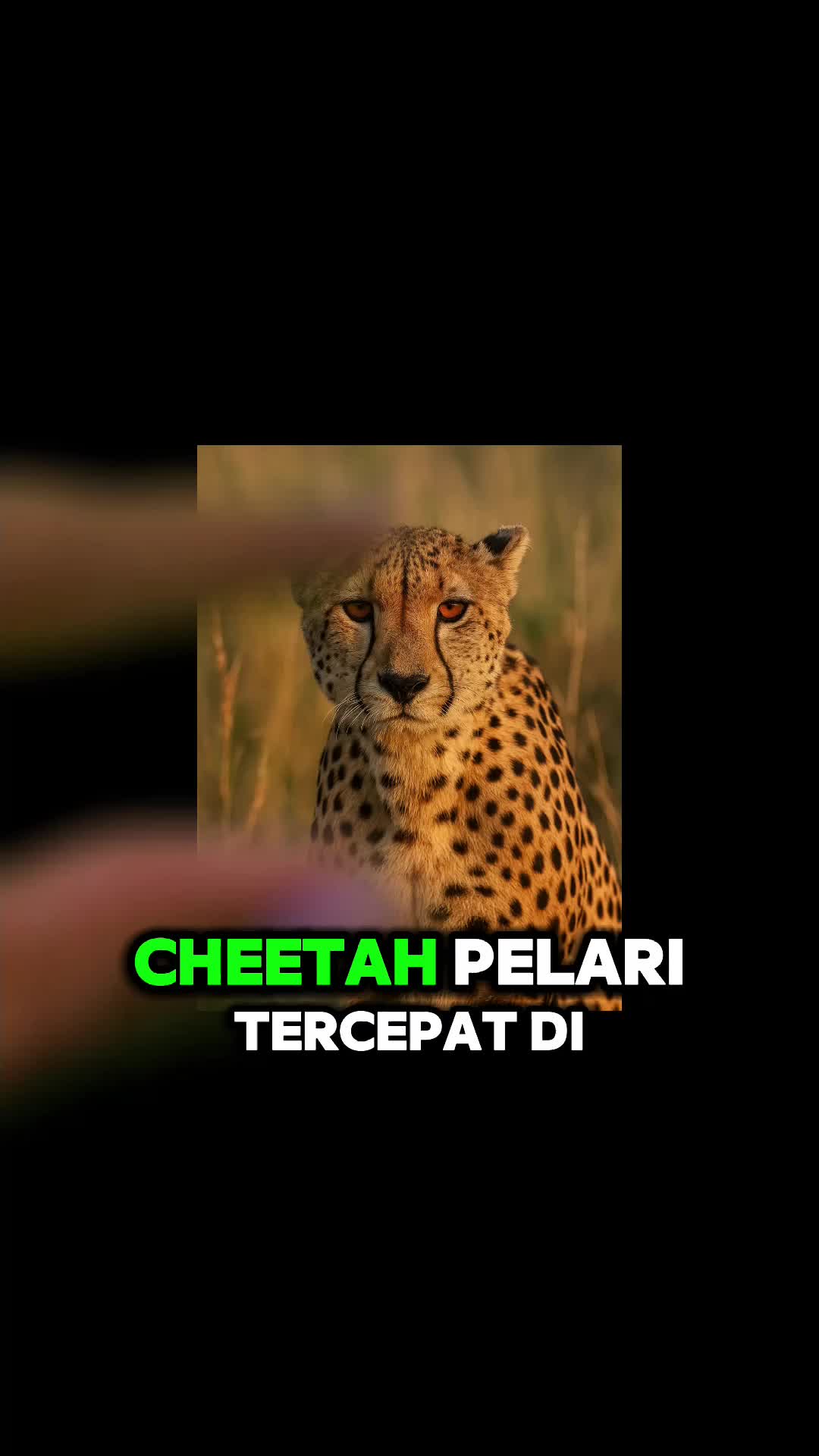 “Cheetah Bukan Mobil, Tapi Bisa Lari 100 KMJam!”
