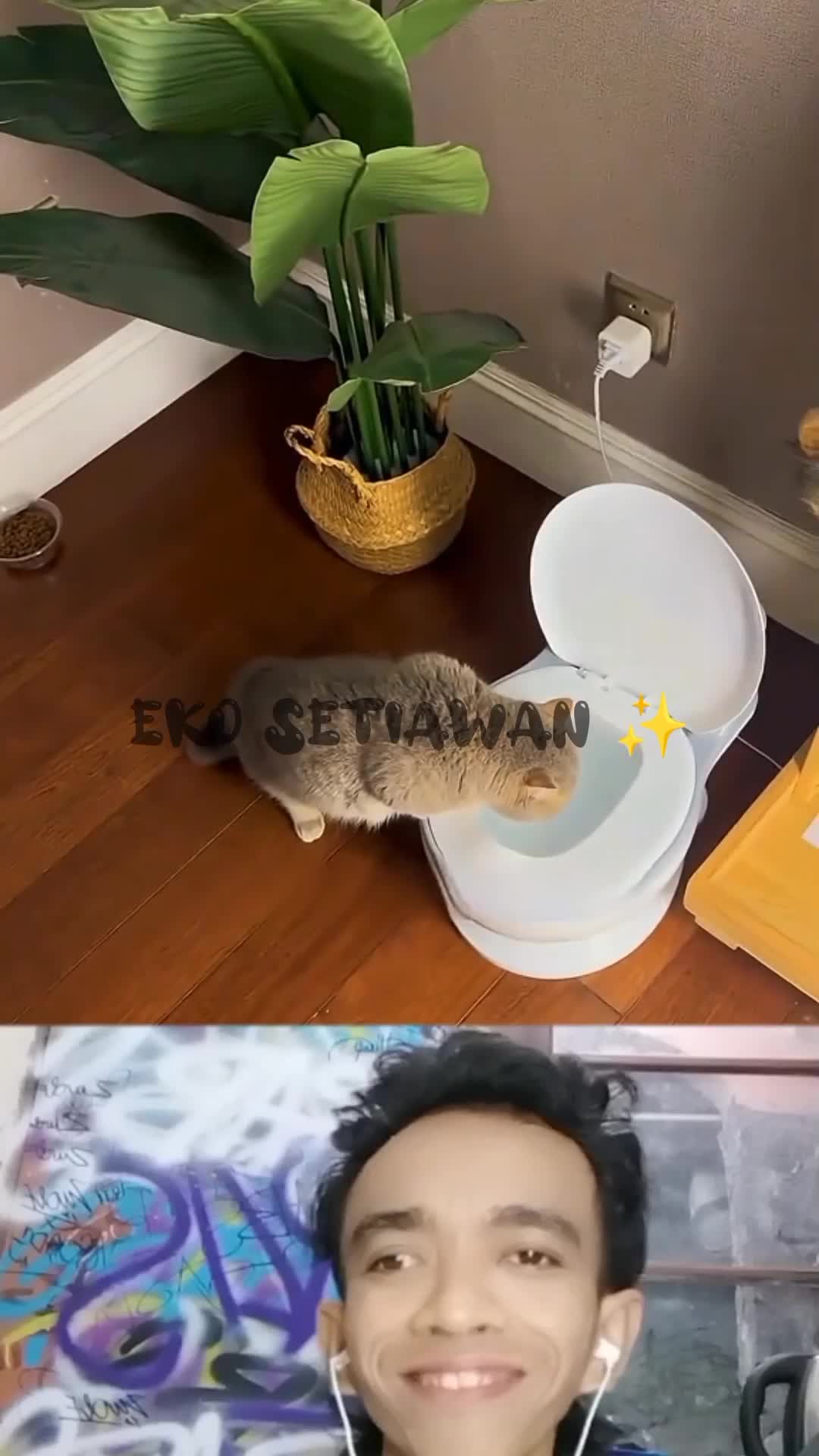 kucing pemarah sedunia ✨