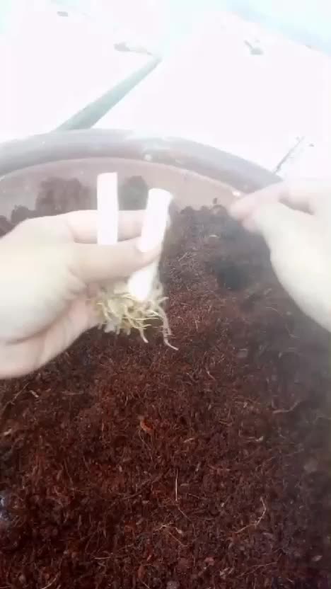 kelebihan cocopeat untuk media tanam #cocopeat #mediatanam #berkebun #mediatanamcocopeat  #kebunshaka 