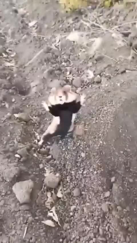 lucunya disini ‼️😆 #lucu  #videolucu  #hiburan  #fypシ  