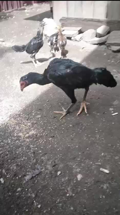 ayam bru dtang