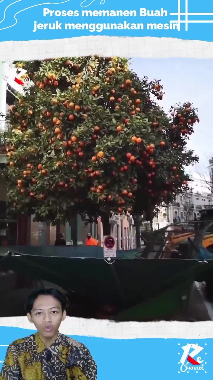 Proses memanen buah jeruk mengunakan mesin canggih
#viral_video​ 
#shorts​ 
#short​
#RCTIPlus 
#RCTIoke 
#HOTrctiplus 
#fypシ゚viral 
#1TRENDI