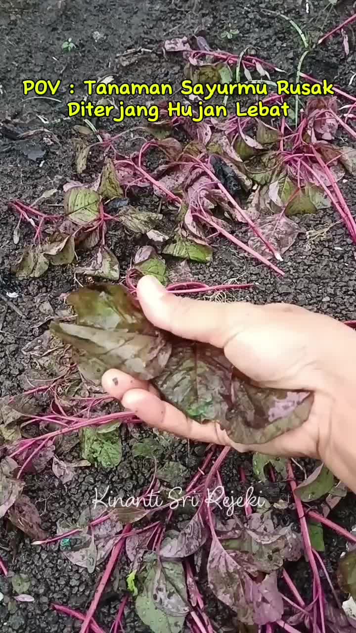 Hujan sangat deras, tanaman sayur di kebun banyak yg rusak
#HOTrctiplus #RCTIPlus #shortplus #shorts #Berkebun #berkebundirumah #gardening 