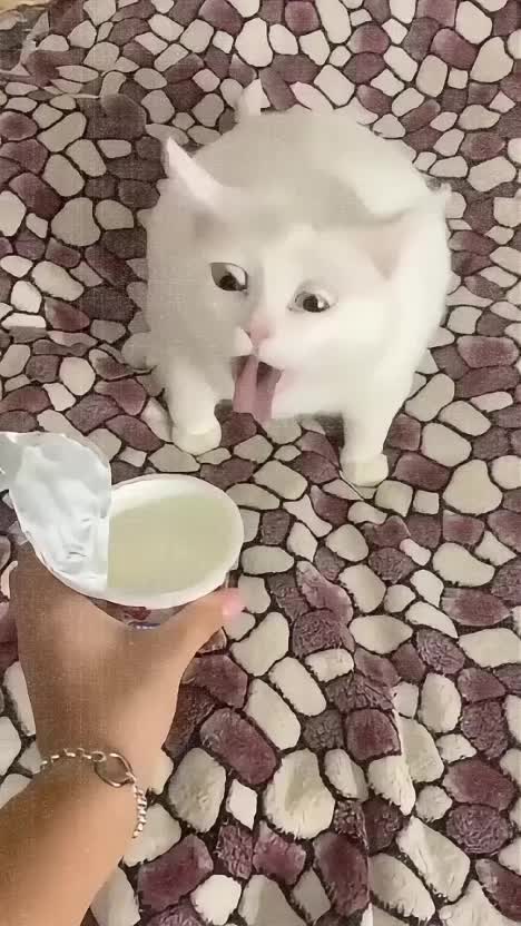 Nornal Disini, Kena Denda Disana ‼️🤯 #singapura #indonesia #Viral #trending 