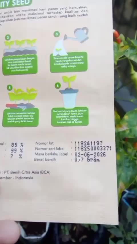 benih cabai dari infarm recomended  #benihcabai  #cabai  #kebunshaka 