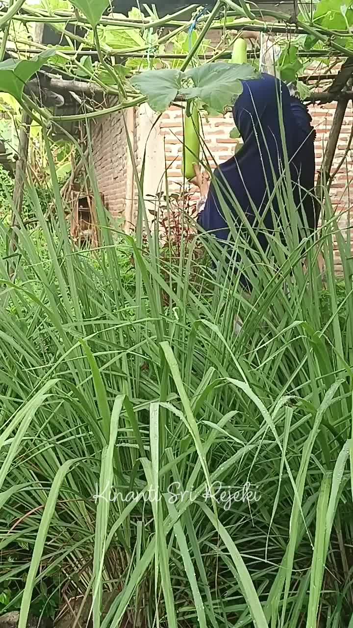 kebun hanya seadanya, tapi bisa panen setiap pagi
#HOTrctiplus #RCTIPlus #shortplus #shorts #Berkebun #berkebundirumah #gardening 