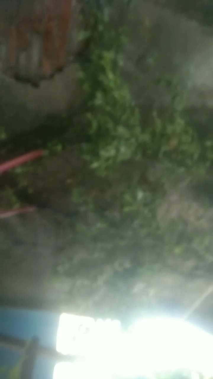 TANEMAN MBAH TERCINTA??#Viral 