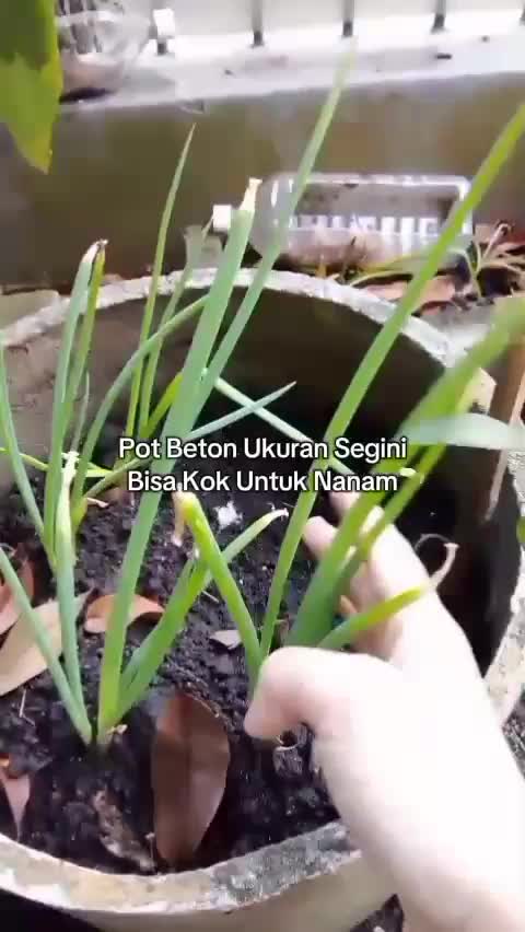 Menanam Daun Bawang di pot beton  #berkebun  #menanamdaunbawang  #menanam  #kebunshaka 