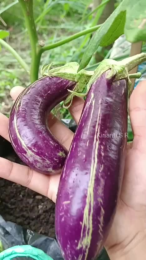 Cuaca mendung dan angin, tetap ke kebun petik terong yg ku tanam di polibag #Berkebun #hobiberkebun #petiksayur #suasanapedesaan 