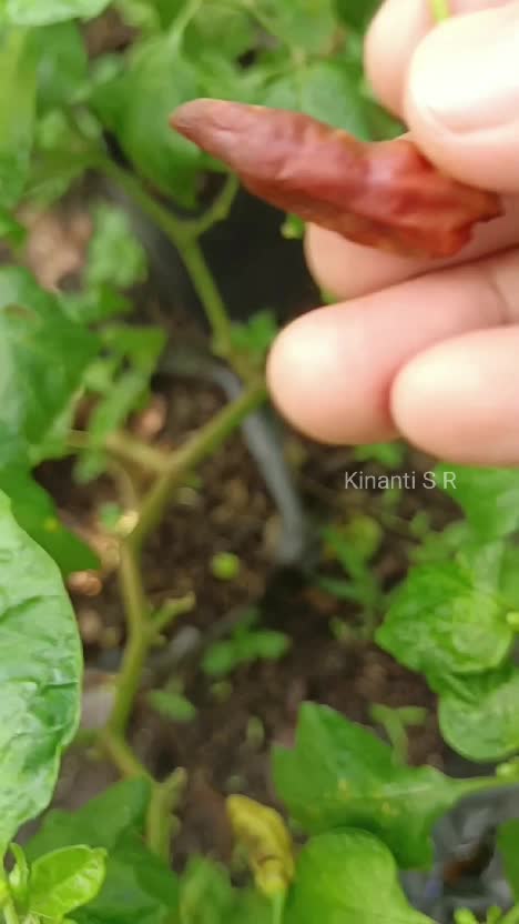 Petik petik hasil kebun lagi sambil dengar suara ayam #Berkebun #gardening #berkebundirumah 